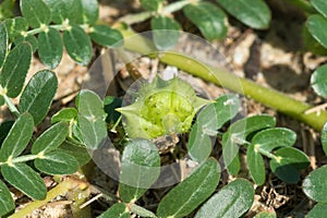 Green seed of Tribulus terrestris plant with leaf