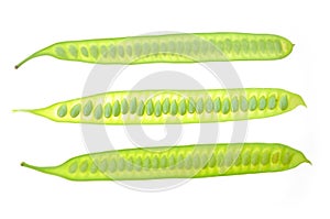 Green Seed White Popinac