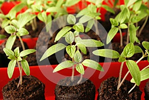 Green seedling