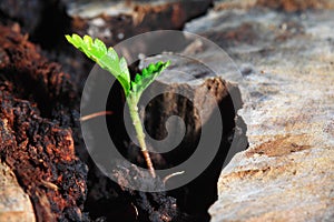 Green seedling concept of new life over old tree