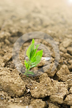 Green seedling in the ground in field.New life concept. Green sprout in dry cracked soil. Agriculture and farming