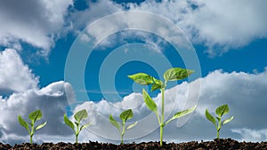 a Green seedling growing on the fly clouds.