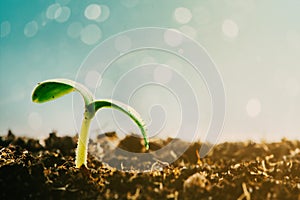 Green seedling growing on the ground