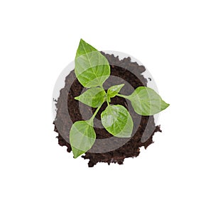 Green seedling growing in soil isolated on white, top view