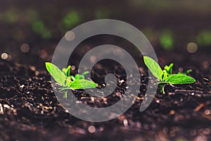 Green seedling in growth in ground. Planting seedlings. Organic vegetable plants  in greenhouse