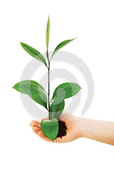 Green seedling in hand isolated