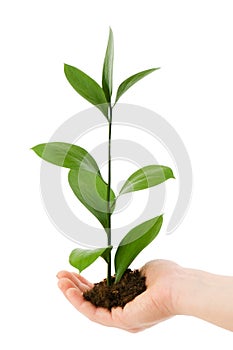 Green seedling in hand isolated