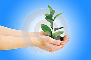 Green seedling in hand isolated