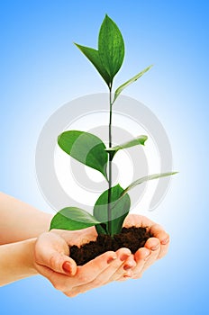 Green seedling in hand isolated