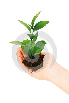 Green seedling in hand isolated