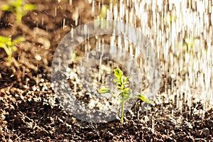 Green seedling of paprika plant watered by shower on soil in the