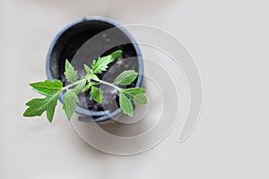 Green seedling of saplings tomato in a black pot on a light background