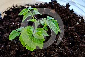 Green seedling of tomatoes growing