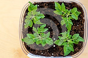 Green seedling of tomatoes growing