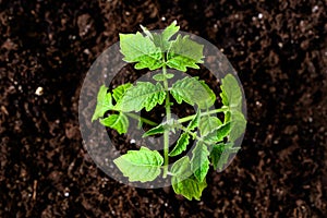 Green seedling of tomatoes growing