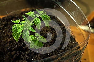 Green seedling of tomatoes growing