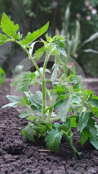 Green seedling of tomatoes growing out of soil in vegetable garden, green farm concept, selective focus