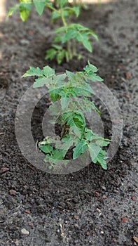 Green seedling of tomatoes growing out of soil in vegetable garden, green farm concept, selective focus