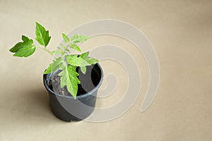 Green seedling of tomatoes. one sprout in a black pot. light background.
