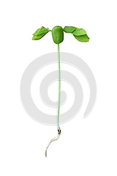 Green seedling tree isolate on white background