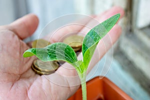 A green seedling of zucchini and a hand with coins on background - economy and financial growing concept