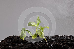 Green seedlings in dark soil with fertiliser, and misting water on grey background with copy space