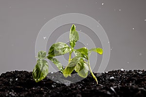 Green seedlings in dark soil with fertiliser, and water droplets on grey background with copy space