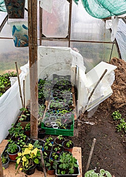 green seedlings in a greenhouse, gardener concept, plant growing concept