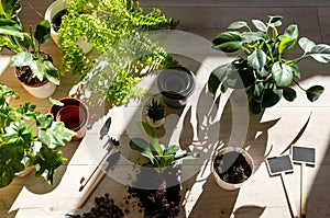 Green seedlings in pots, potting plants at home. Indoor garden, house plants. Ficus, fern, philodendron. Gardening tools