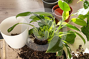 Green seedlings in pots, potting plants at home. Indoor garden, house plants. Ficus, fern, philodendron. Gardening tools