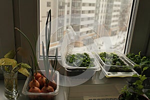 Green seedlings on the windowsill