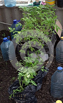 Green seedlings of young tomat