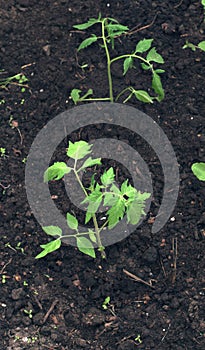 Green seedlings of young tomat