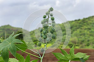 Green seeds Castor oil plant, vegetal from where extracts the known laxative castor oil photo