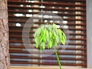 Green seeds on Lily of the Nile flower in Village garden, Andalusia