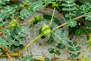 Green Seeds of Tribulus terrestris plant