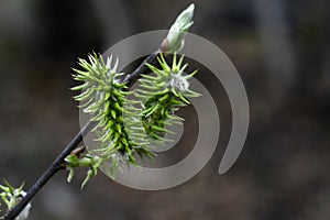 Green seeds of the willow