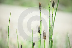 Horsetail Equisetum laevigatum Or Smooth Scouring Rush