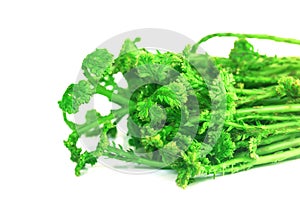 Selaginella argentea Spring Vegetable