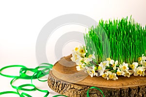 Green semeni on wooden stump, decorated with tiny daffodils