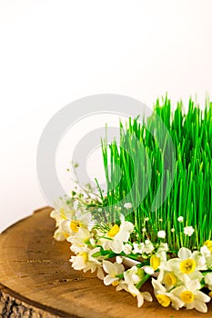 Green semeni on wooden stump, decorated with tiny daffodils