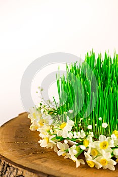 Green semeni on wooden stump, decorated with tiny daffodils