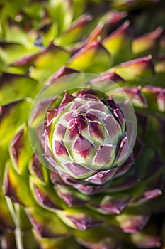 Green sempervivum plant