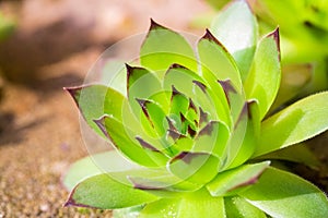 Green sempervivum plant