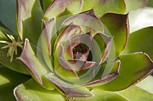 Green sempervivum plant
