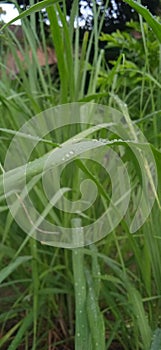 Green sereh grass photo