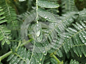 Sesbania leaves with droplets on top.