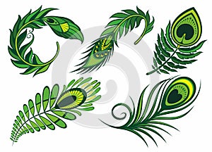 Green Set of peackok featherBird feathers design. Vector illustration.