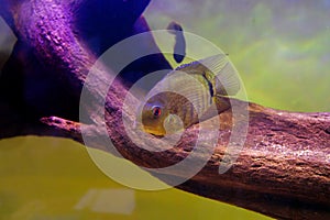 GREEN SEVERUM FRESHWATER FISH - (HEROS SEVERUS)