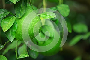 Green shaddock fruit